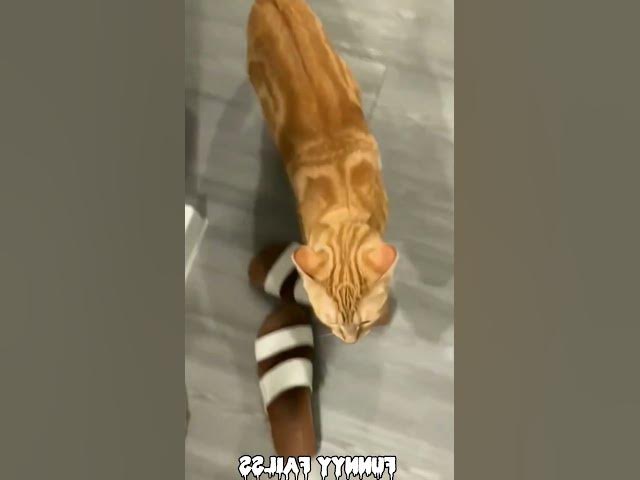 Video thumbnail for Funny animal moments 🤣😁