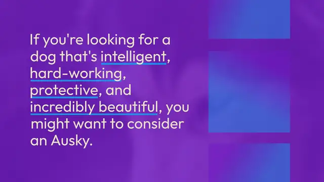 Video thumbnail for Ausky: everything about this mixed breed