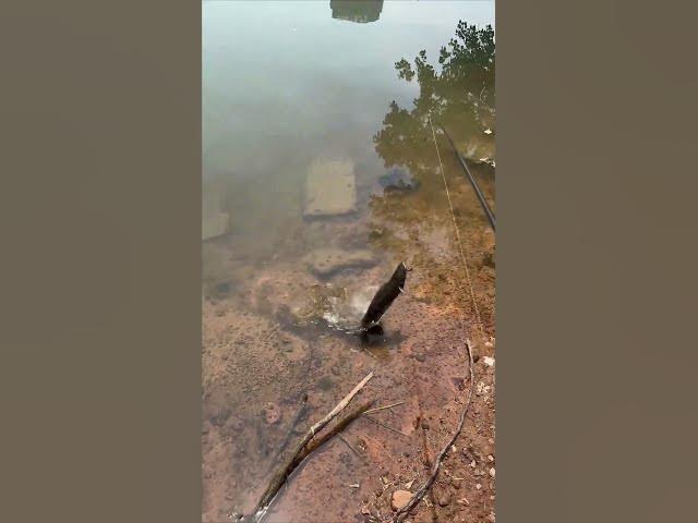 Video thumbnail for #fishing2 mp4