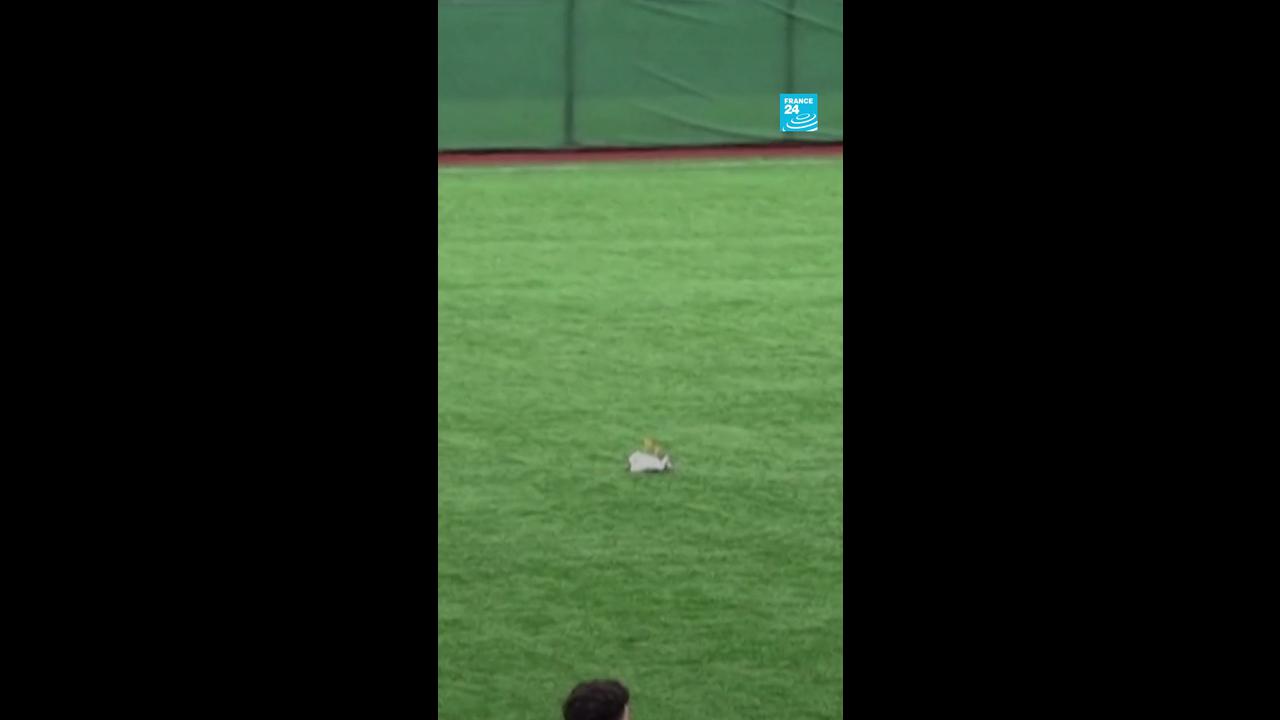 Video thumbnail for Turkey: CPR performed on seagull during a Turkish football match