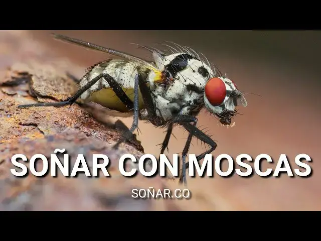 Video thumbnail for Qué significa soñar con moscas 🦟