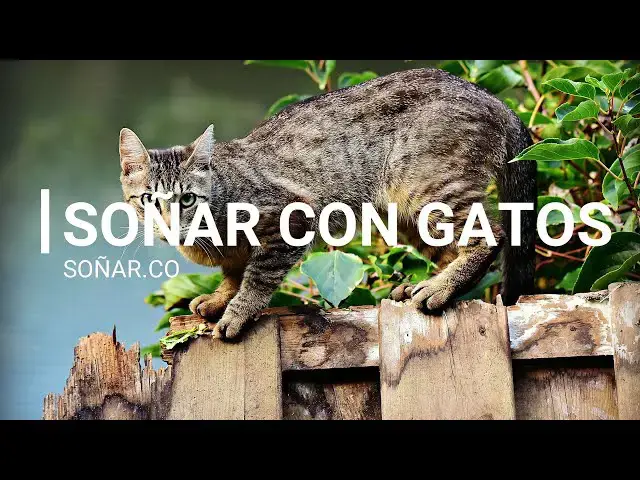 Video thumbnail for Qué significa soñar con Gatos