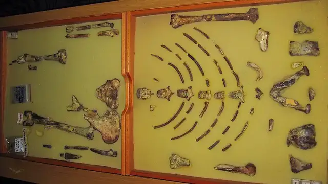 'Video thumbnail for Lucy, icon of human evolution, travels to Europe for landmark exhibition'