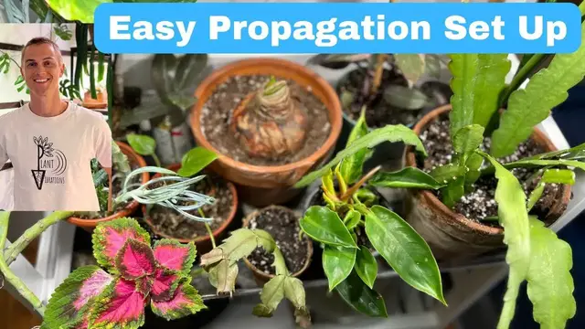 Video thumbnail for Propagation Station - Cheap, Fast, Easy - Propagate Indoor Plants Now
