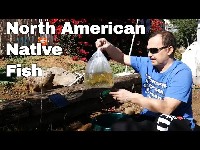 Video thumbnail for New Native Fish - Jonah's Aquarium Unboxing