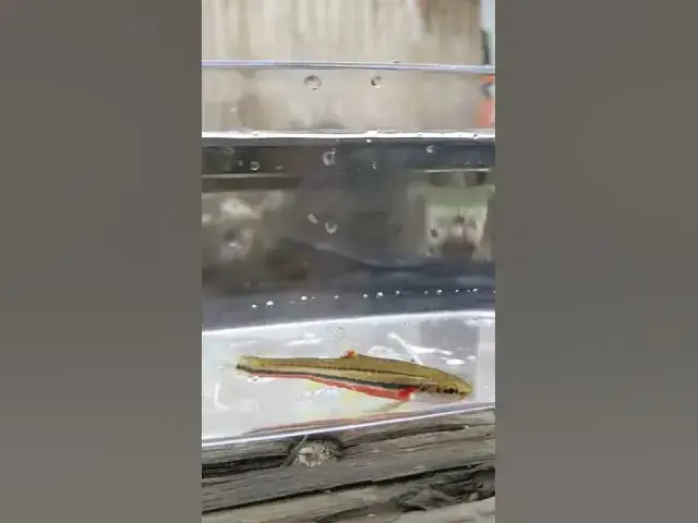 Video thumbnail for Southern Redbelly Dace would be great for a river tank #shorts