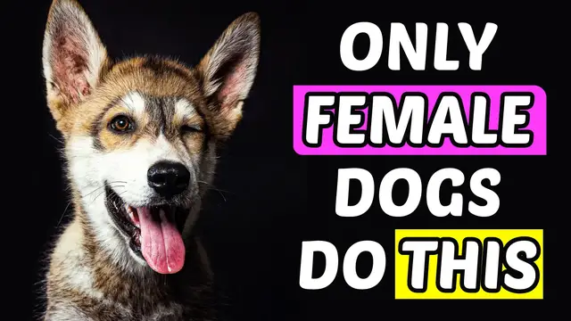 'Video thumbnail for Only Female Dogs Do THIS... And The 7th Secret Will Surprise You! 🐾💖'