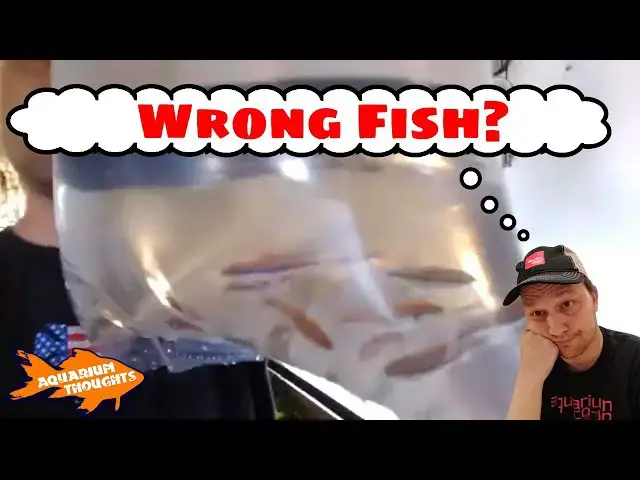 Video thumbnail for New fish for my main tank plus Channel Shoutouts - Aquarium Thoughts