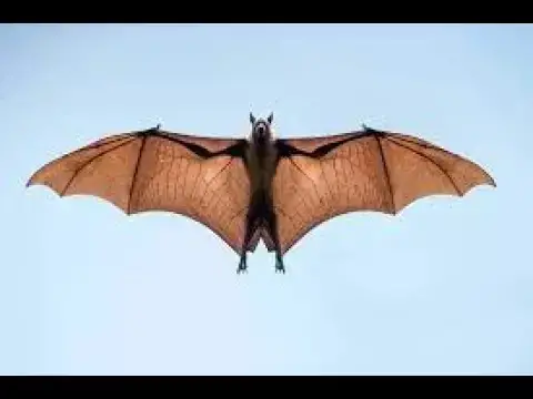 Video thumbnail for The Mystical World of Bats : Superstitions, Symbolism, and Surprising Facts