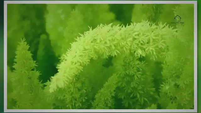 Video thumbnail for Asparagus Fern Care: A Guide to a Happy & Healthy Plant