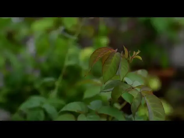 Video thumbnail for LEAF VARIATIONS