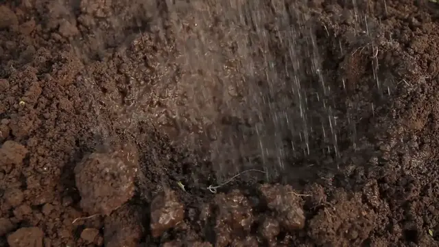 Video thumbnail for How to Grow Gladiolus