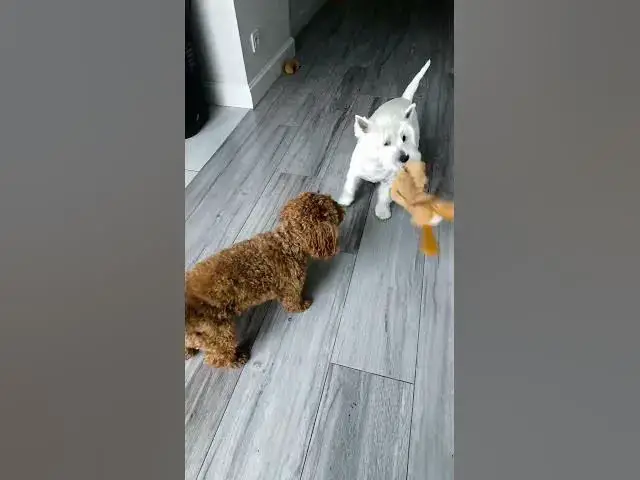 Video thumbnail for Tug of war 🐶🪢🐕