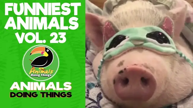 'Video thumbnail for Funny Animals Vol. 23 | Animals Doing Things'