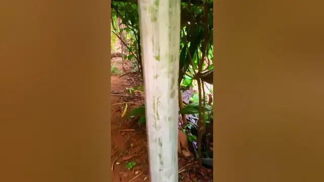 Video thumbnail for 2M  long is an amazing snake gourd 😳#nature #shorts