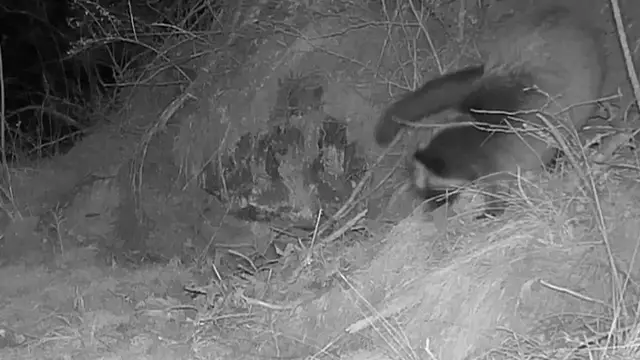 Video thumbnail for China: Masked palm civet caught on camera in northwest China's Qinghai.