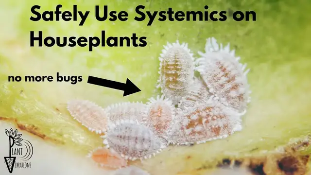 Video thumbnail for Get Rid of Indoor Plant Bugs with Systemic Insecticides (Scale, Mealy Bugs, Aphids, Spider Mites)