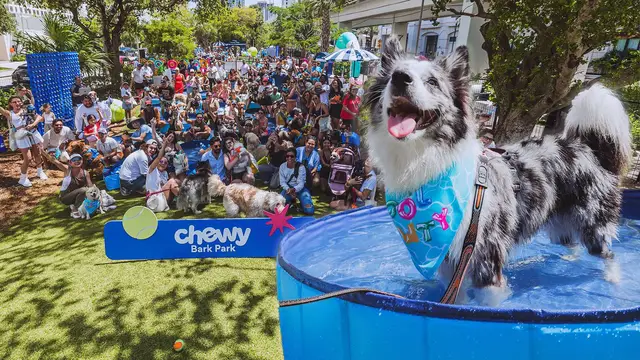Video thumbnail for Most dogs attending a pool party - 276 by Chewy