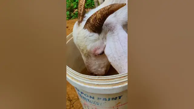 Video thumbnail for Bbb