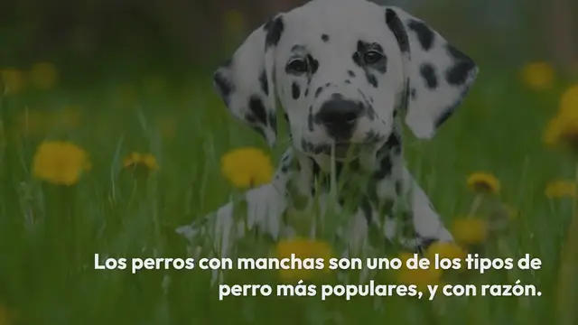 Video thumbnail for 20 razas de perros con manchas (¡con fotos!)