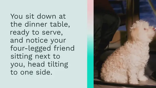 Video thumbnail for Why do dogs beg for food?