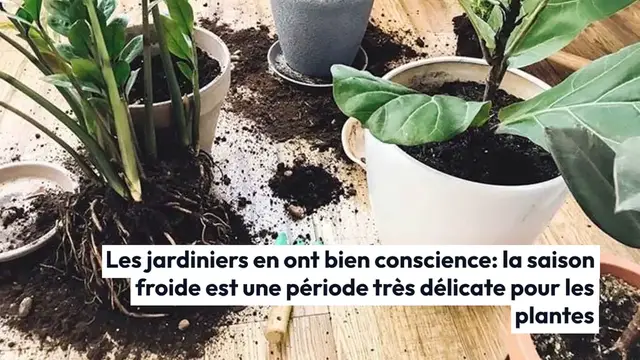 Video thumbnail for Qué echar sobre las plantas para que resistan el invierno: una mezcla imprescindible para conservarlas