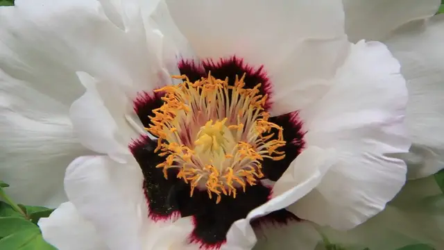 'Video thumbnail for Florida Native Shrubs'