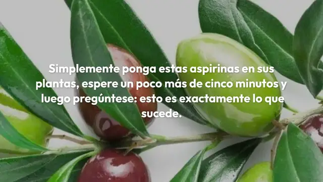 Video thumbnail for Anthurium, cómo cuidarlo y cultivarlo en casa: solo así vivirá mucho tiempo