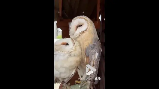 'Video thumbnail for VV5010 Beautiful owls respond to music with a cute dance'