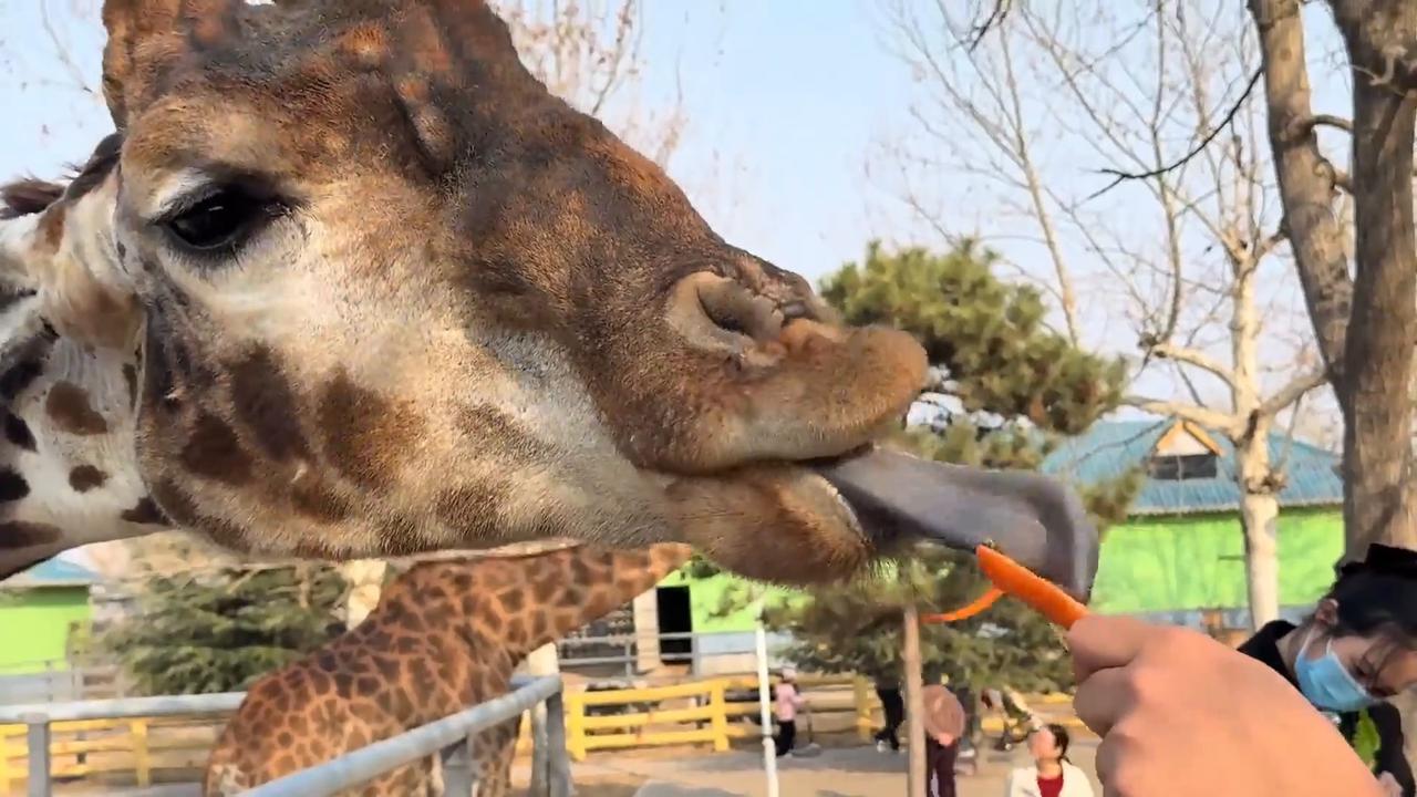 Video thumbnail for China: Giraffe struggles to reach carrot held by Chinese visitor.