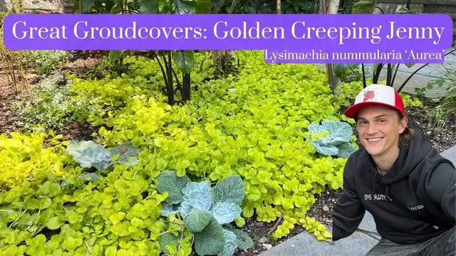 Video thumbnail for Great Groundcover: Creeping Jenny Golden - Lysimachia nummularia 'Aurea'