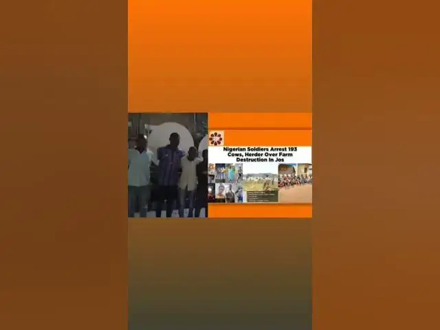 Video thumbnail for Nigerian Soldiers Arrest 193 Cows, Herder Over Farm Destruction In Jos ~ OsazuwaAkonedo