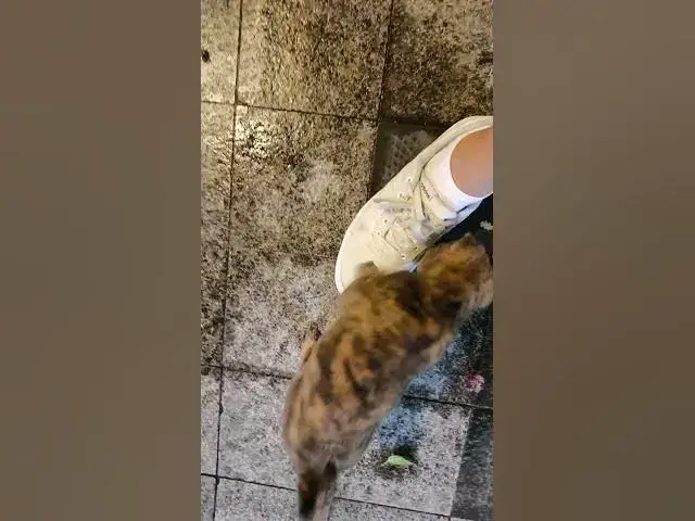 Video thumbnail for This is why I'm late. Could YOU say no to this face? 😍