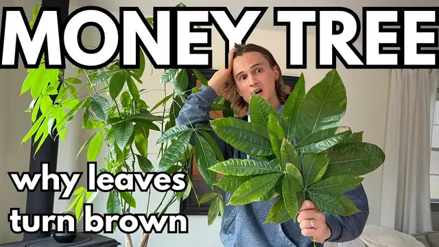 Video thumbnail for 5 Reasons your MONEY TREE Leaves Turn Brown & Fall Off
