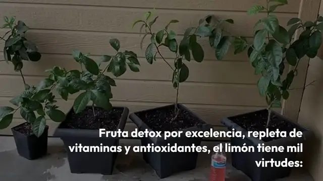 Video thumbnail for Cómo germinar semillas de limón: la guía paso a paso