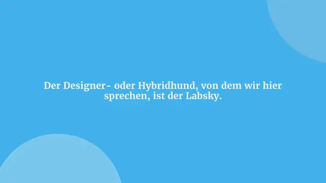 Video thumbnail for Labsky: Der Labrador Husky Mix im Porträt (mit Bildern)