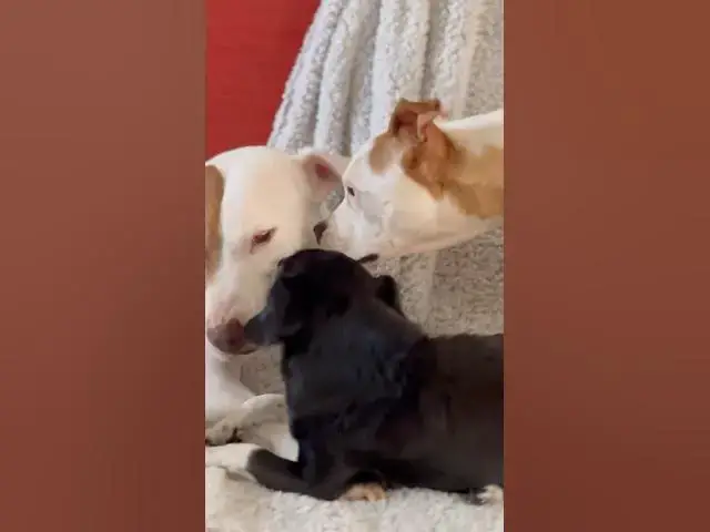 Video thumbnail for We will be more human if we act more like them ! #rescue #dogs #spain #travelingwithpets