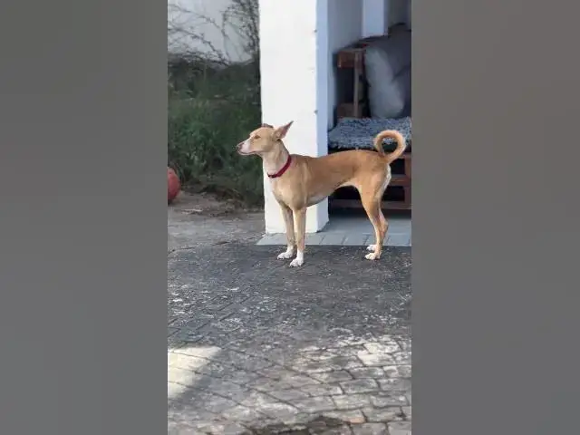 Video thumbnail for One morning with Palmita ! She deserves the world ! She needs a forever home ! #rescue #love #dogs