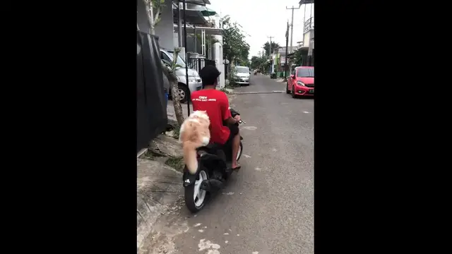 Video thumbnail for Cat Takes an Unusual Ride on a Motorcycle