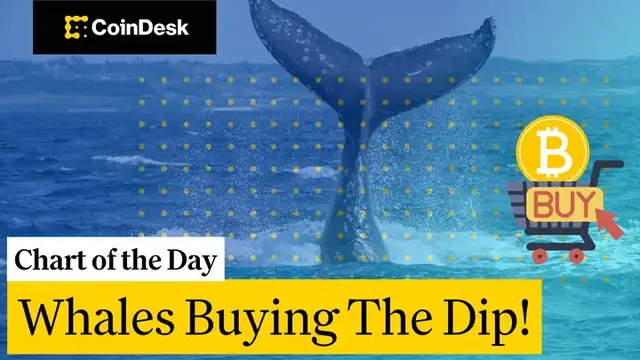 Video thumbnail for Bitcoin Whales Are Accumulating BTC at Multi-Month Lows