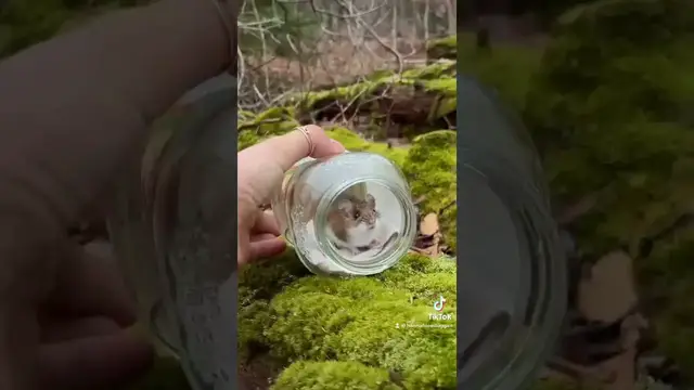 Video thumbnail for catch and release mice