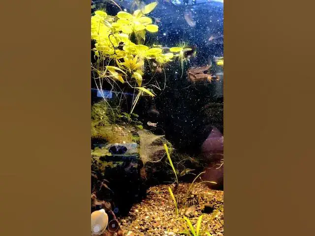 Video thumbnail for Feeding Hikari Food Sticks to African Butterfly Fish #hikari #predatoryfish #feedingfish