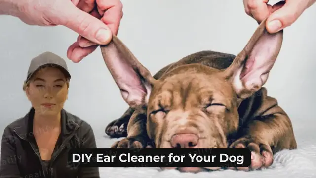 'Video thumbnail for how to clean a dog's ears at home'