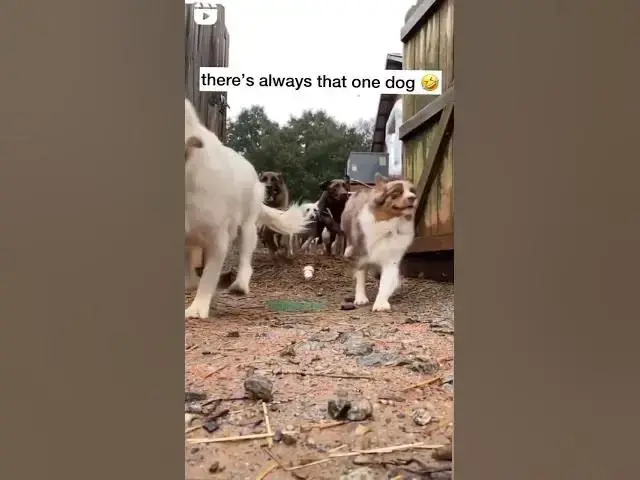 'Video thumbnail for There is always that one dog: Running dogs'