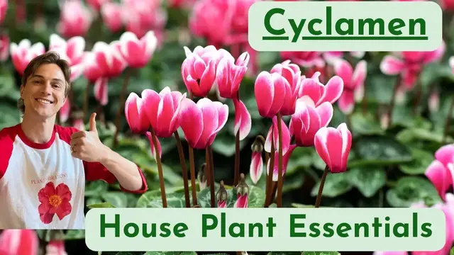 Video thumbnail for More Flowers for your Cyclamen - Plant Care - How to Grow & Flower Successfully