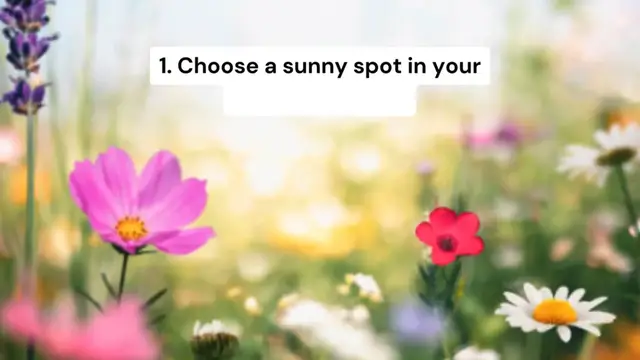 Video thumbnail for Do you want to grow your own lavender plants