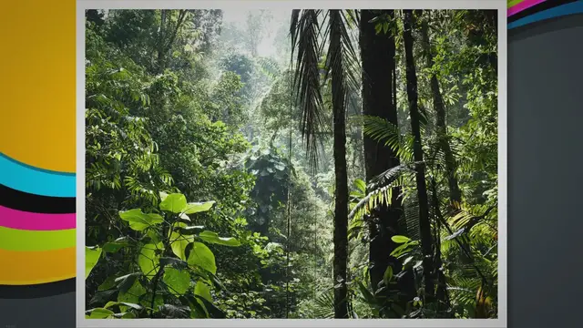 Video thumbnail for What Eats Toucans in The Rainforest: Unveiling the Predators of Toucans in the Rainforest