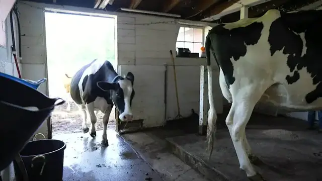 Video thumbnail for Made in Connecticut: Guardians Dairy Farm in Southbury