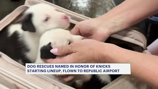 Video thumbnail for Meet Jalen, Bridges, OG, Hart and KAT: Rescue puppies named after NY Knicks NBA Finals champions