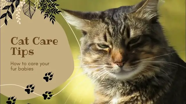 'Video thumbnail for Embark on a journey to understand and care for our beloved pets'